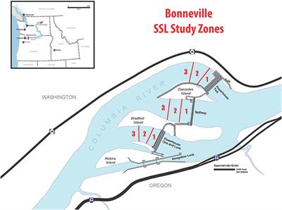 Steller Sea Lion (Eumetopias jubatus) Response to Non-lethal Hazing at Bonneville Dam